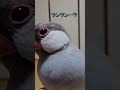 【ツンツン違いな文鳥】 シルバー文鳥のぎんちゃん 鳥 チワワのチョコさん