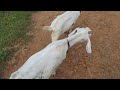 देसी बकरी desi goats farming