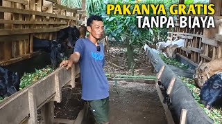 Ternak Kambing 25 Ekor Sudah Cukup Untuk Biaya Hidup?