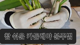 이해하기 쉬운 카틀레야 분주법 : 난 팔아요 상품 재배법 (4월 5일 판매)