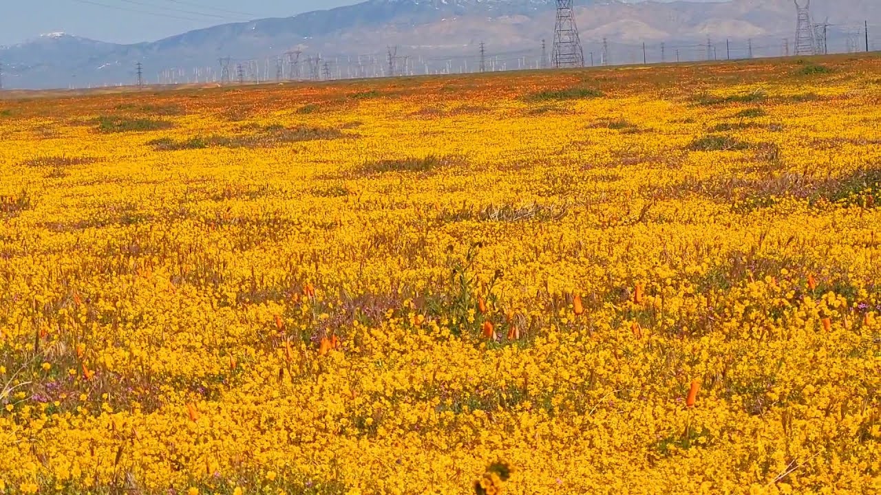 Stunning Wildflower Poppy Superbloom At Antelope Valley California ...