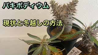 塊根植物の代表種、パキポディウムの現場と冬越しの方法を紹介します