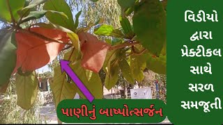 વનસ્પતિ દ્વારા બાષ્પોત્સર્જન, transpiration by plants, science practical by dinesh kukadiya