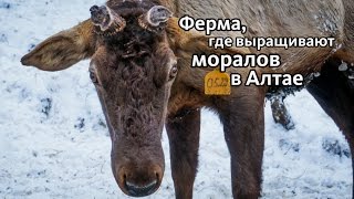 Как содержат маралов на ферме в Алтае