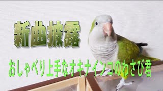 おしゃべり上手なオキナインコのわさび君『新曲披露』