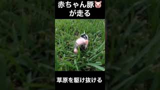 赤ちゃん豚が草原を駆け抜ける#shorts