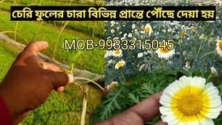 চেরি ফুলের চারা। উন্নত জাতের চেরি ফুলের চারা। বিভিন্ন জাতের ফুলের চারা। বিভিন্ন ফসলের চারা।