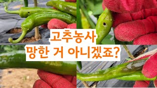 고추 농사는 장마철 고추 관리가 고추농사 좌우 하는 것 같습니다.  장마 시작 되자마자 병해충이 난리입니다.