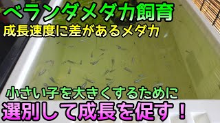 サイズの異なるメダカを選別して成長させる作戦！【みゆき黒容器】