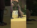 大技 片手倒立 マクセル アクアパーク品川 オットセイのミニパフォーマンス tokyo aquarium aqua park shinagawa fur seal performance