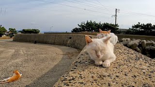 防波堤での猫の集会に参加してきた