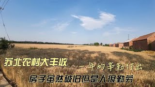 苏北农村迎来丰收季，你小时候有放过农忙假吗？有去地里捡麦穗吗