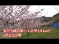 室戸広域公園の桜 　八重紅大島桜　小松乙女　２０１５