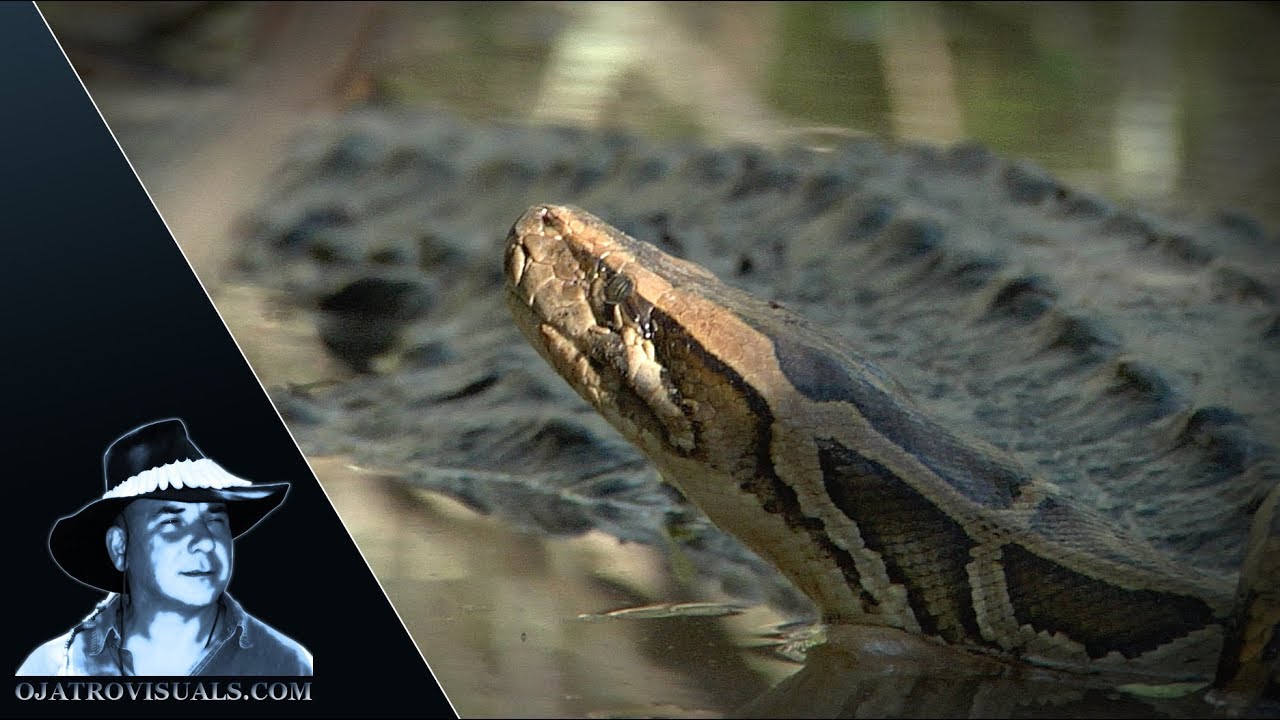 Alligator Eats Python 03 Footage Youtube