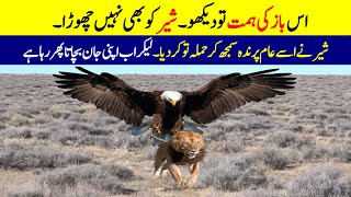 س ایگل نے شیر پر حملہ کر کے اسے بتا دیا کہ اصل بادشاہ کون ہے | Most Dangerous Eagle attack Caught