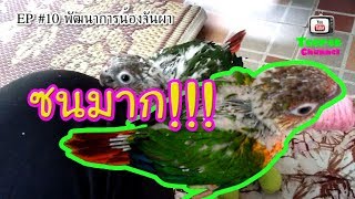 ความซนของน้องจันผา EP#10 | #นกแก้วกรีนชีค #GreenCheek