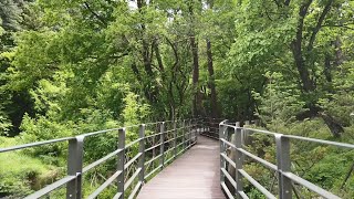 Korea Walking around Gwangneung Forest trail 걷기좋은 길 - 광릉 숲길 산책로 풀코스