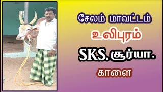 சேலம் (மா) செந்தாரப்பட்டி ஜல்லிக்கட்டில் உலிபுரம் SKS சூர்யா காளை 2018