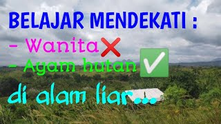 🔴PROSES BELAJAR MENDEKATI : - WANITA ❌   - AYAM HUTAN ✔️ DI ALAM LIAR/AYAM HUTAN GELISAH🔴@awan1619