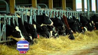 Multimin 90 - Allen Hill Dairy - Fresh Cow and Heat Stress