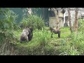 asmr d jeeco family gorilla taipei zoo jabali is 1y28 days old ringo is 183 days old.2021128 2