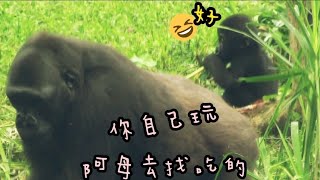 ASMR|D'jeeco Family|Gorilla|Taipei zoo|Jabali is 1y28 days old, Ringo is 183 days old.2021128- 2