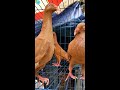 tik tok viral kabutar video 😍 pigeon dancing video pigeon pigeondance kabutar pigeonlover 🇧🇩