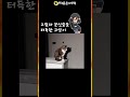 그림자 분신술을 쓰는 고양이 이 고양이의 비밀은 opticalillusion