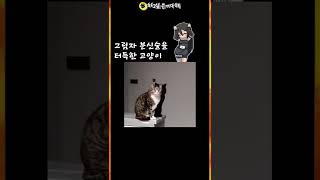 그림자 분신술을 쓰는 고양이! 이 고양이의 비밀은? opticalillusion