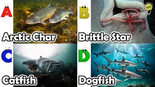 Cute ocean animals | ABC phonics animals | ABC Sea Animals song | English and Animals for Kids