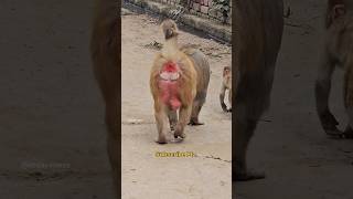 बंदर लाला | #monkey #dog #animal #shorts #shortsfeed #youtubeshorts #trending #viral #shortsvideo