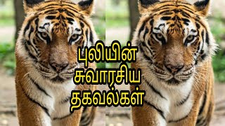 புலியின் சுவாரசிய தகவல்கள்/Tiger Information Tamil Catch Board