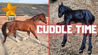 Cuddling the filly | Rising Star⭐ trot | Driving in the pasture @Stal G. | Ridin