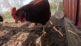 Chicken TV Ep 8.4 4K Back Yard Chickens Continuous Footage!  Rooster Crowing! Hens Clucking! #asmr