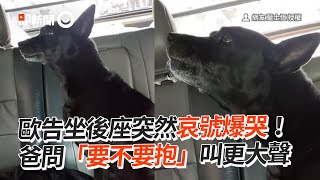 後座歐告突哀號爆哭！爸問「要不要抱」牠叫更大聲XD｜寵物｜黑狗｜吹狗螺｜撒嬌