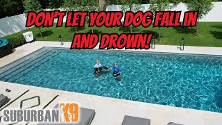 Pool Safety for Dogs