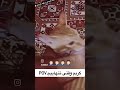 ممنونم که گربهارو لایک سابسکرایب میکنید🙏🏻😻 با_حیوانات_مهربان_باشیم catlover funny cute shorts