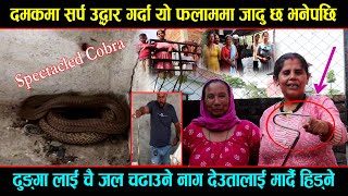 Common Cobra Venomous Snake Rescue in Jhapa Damak 9 By Ganesh Shrestha