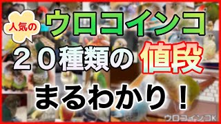 人気のウロコインコの値段がまるわかり！種類別に相場がわかる動画！