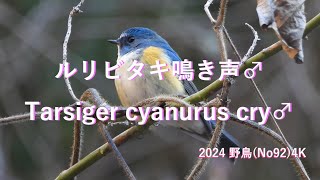 2024 野鳥(No93)4K ルリビタキ鳴き声♂Tarsiger cyanurus cry♂ #野鳥