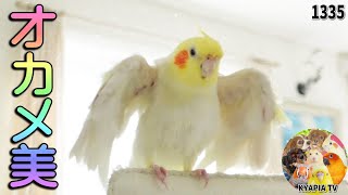 オカメインコの水浴びは究極に美しい｜エマ 大好きだよ Beautiful Cockatiel 1335