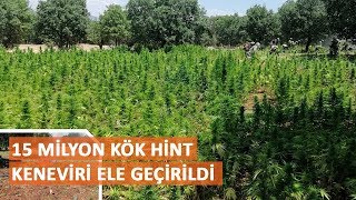 15 million roots of cannabis sativa seized in Diyarbakır