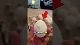 Pria ini Menemukan Telur yang Akan Menetas 🐣 #shorts