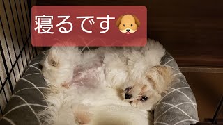 【眠い】　マルシーズー　くるみちゃん🐶と我が家🏘️　　＃シーズー　＃マルチーズ　＃shihtzu  ＃睡眠　＃ウトウト　カワイイ