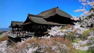 満開の桜咲く京都　嵐山〜清水寺