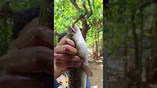 മടയിൽ നിന്ന് വലിച്ചു ചാടിച്ചു😱😱😱#fishing #shortsyoutube #snake #kerala #comedy #shortvideo