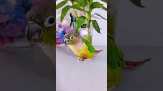 #带你趣户外 #带着宠物去赏花 #cuteparrot #parrot