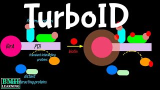 TurboID | BioID | TurboID Based Proximity Labelling | New Proximity Labelling Technology |