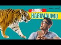 Jarimu Harimaumu