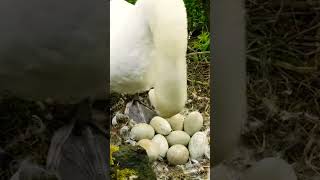 ❤🇮🇪 SIMPLY BEAUTIFUL😍NEST🏟EGG🥚MUTE SWAN STANDS SHOWING 9 EGGS💧LIKE👍subscribe🙏FULL video IN site😇#zen